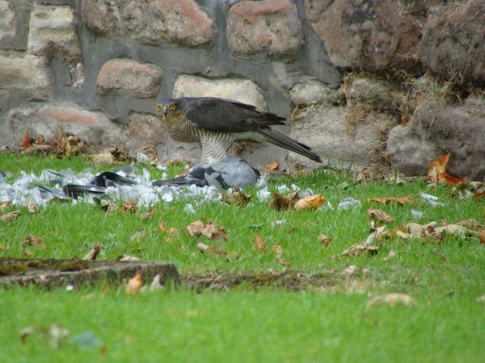 Sparrowhawk with Pidgeon (3)