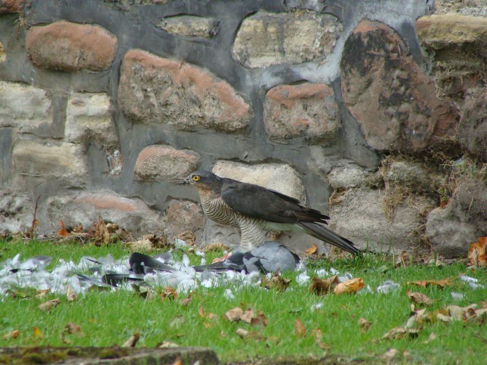 Sparrowhawk with Pidgeon (4)