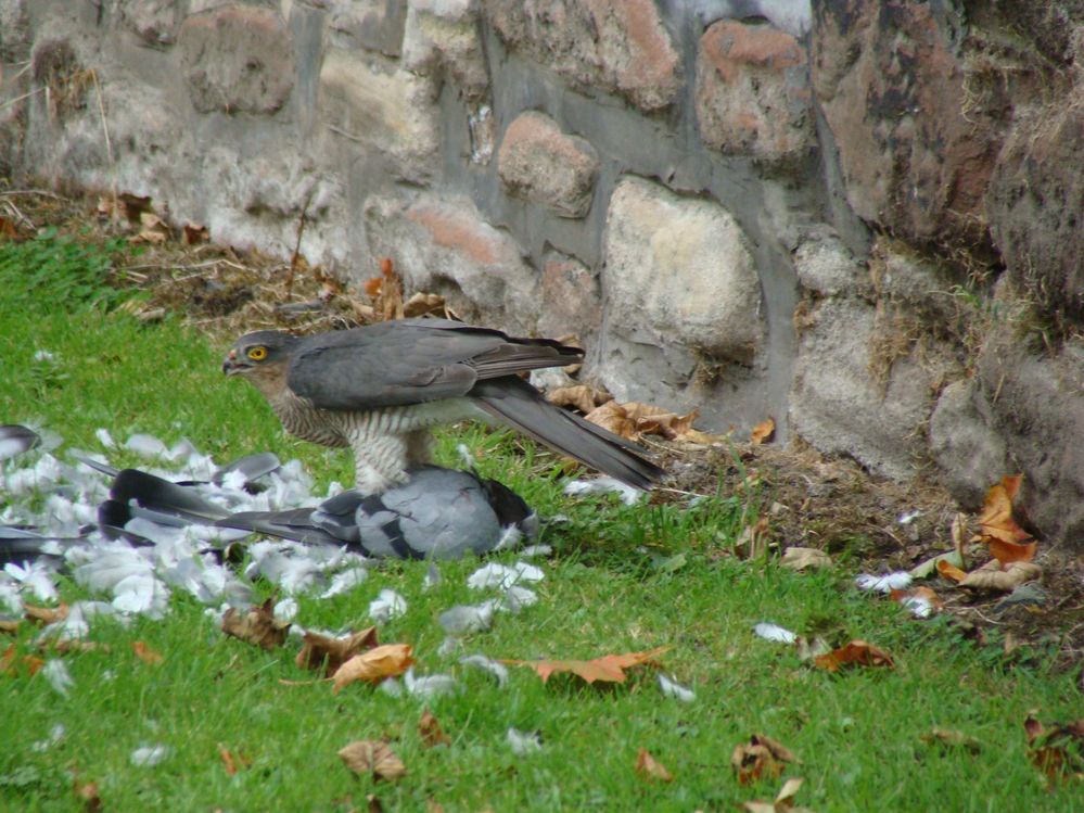 Sparrowhawk with Pidgeon (2)