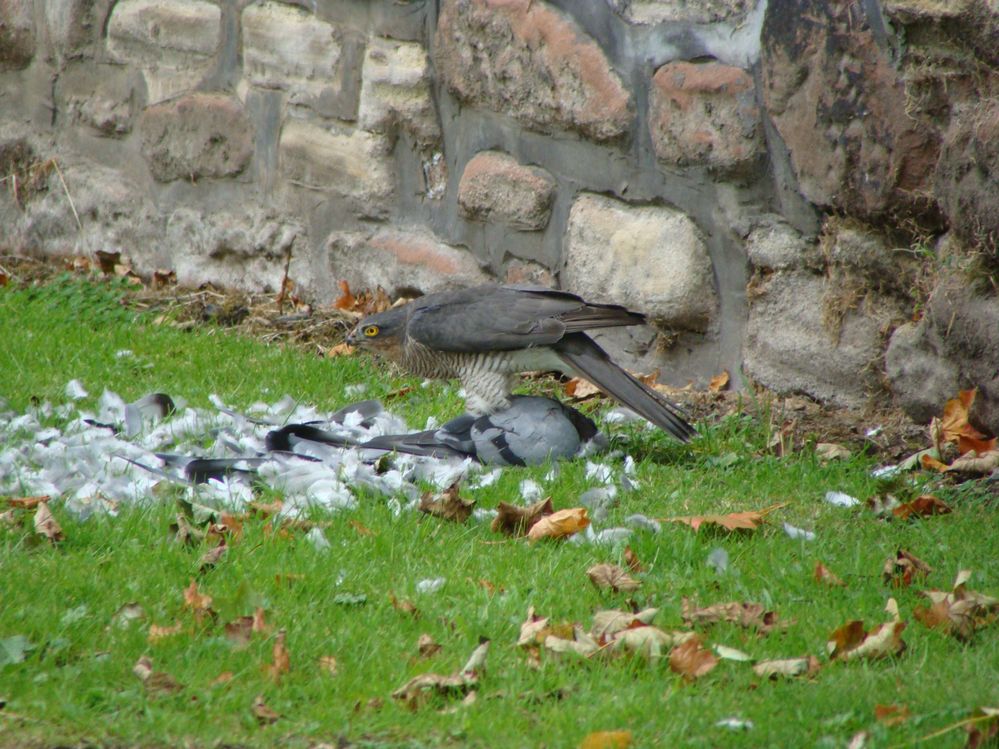 Sparrowhawk with Pidgeon (1)