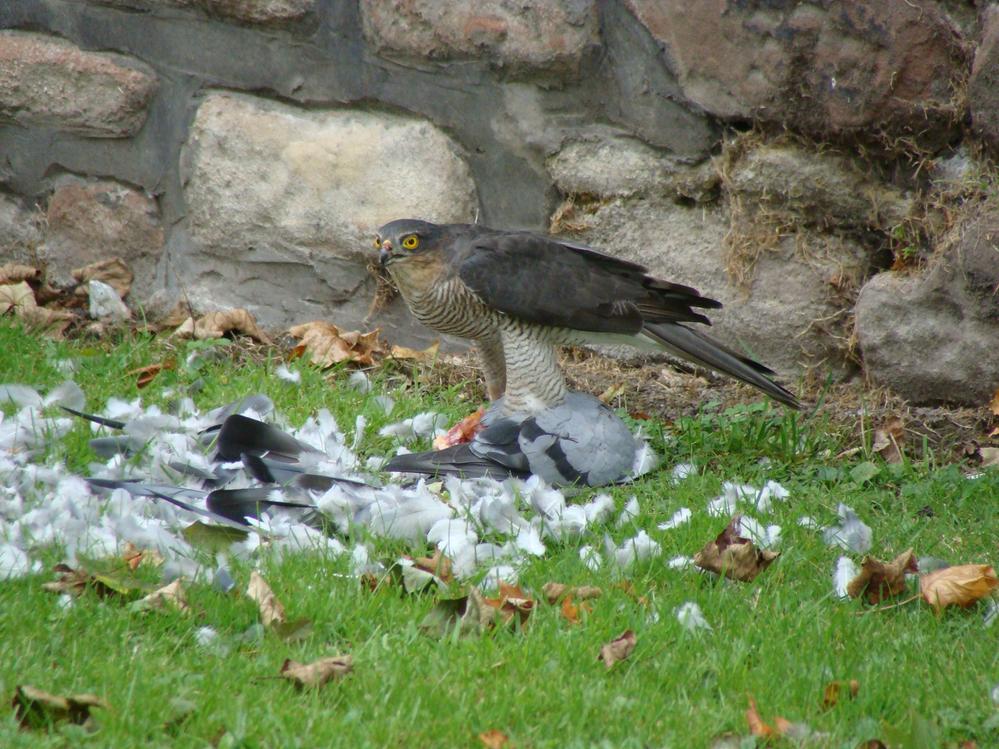 Sparrowhawk with Pidgeon (5)