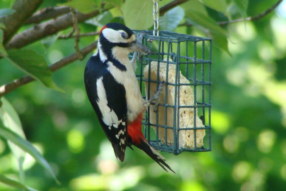Great Spotted Woodpecker on feeder