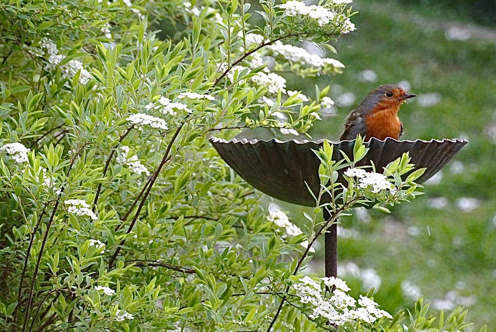 Bird Robin 05 copy.jpeg