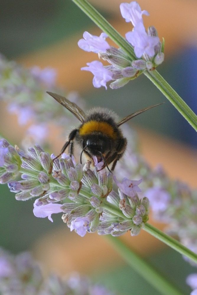 Bee Lavender.jpg
