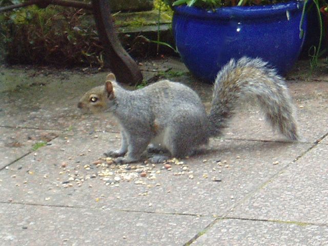 Squirrel Garden 4.JPG