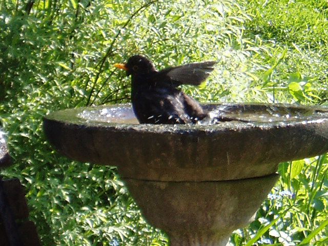 Bird Blackbird Birdbath 01.JPG