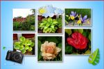 collage 2014.JPG