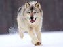 Malamute_UK