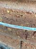 Again, split insulation with wires exposed.