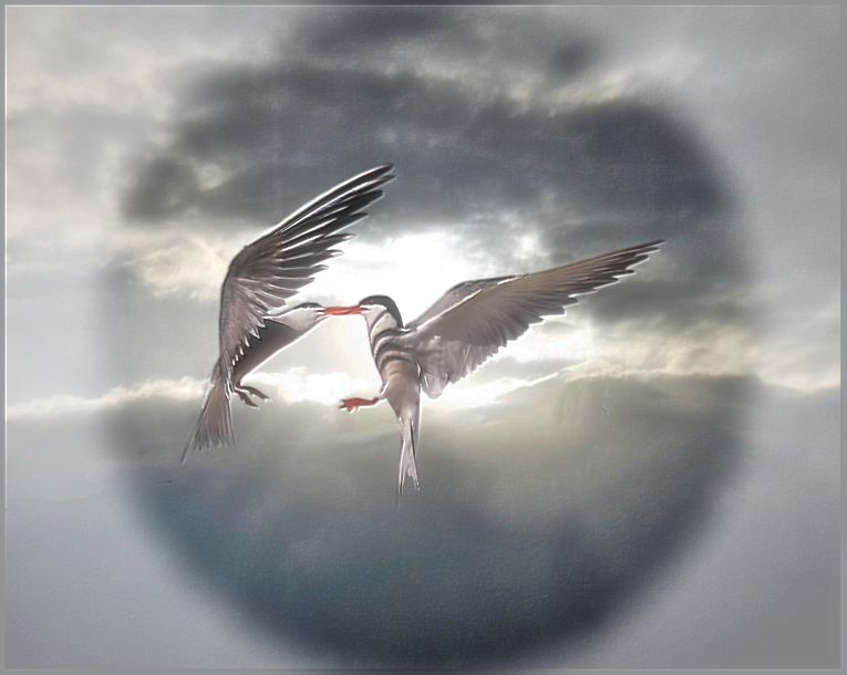 birds.jpg