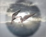 birds.jpg