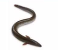 eel.PNG