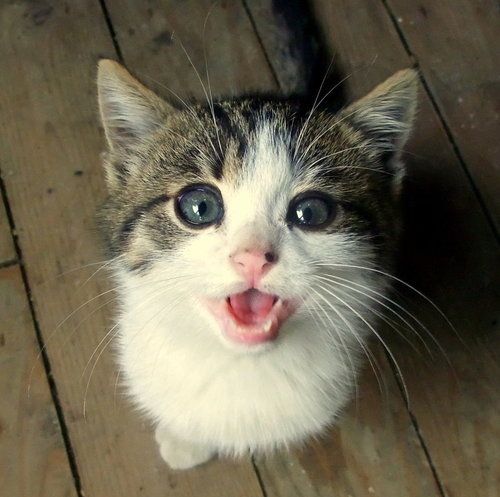 moggy