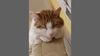 Ginger 2019.12.07 06.jpg