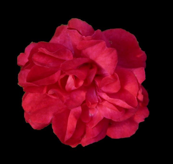 rose red.jpg
