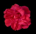 rose red.jpg