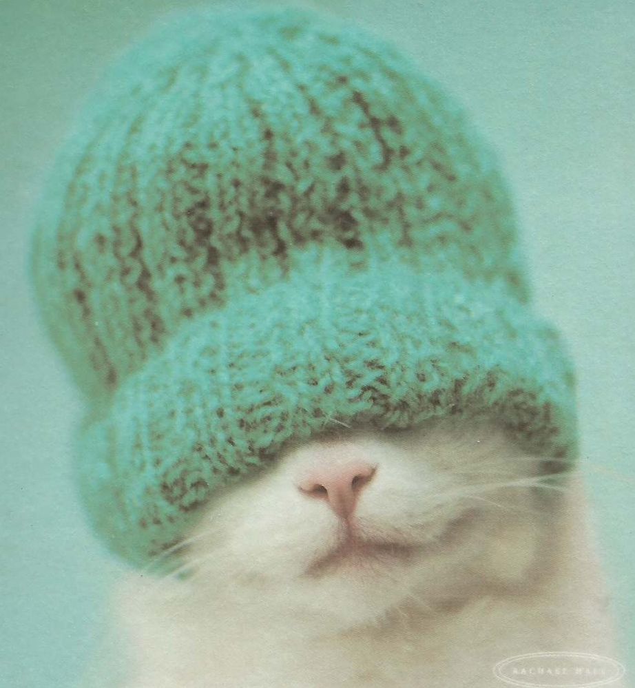 blindcat?