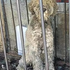 EndDogMeatTrade