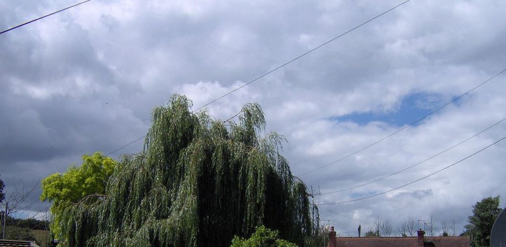 Willow tree.