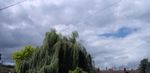 Willow tree.