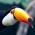 Toucan