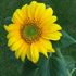 Sunflower14