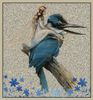 fairy kingfisher.jpg