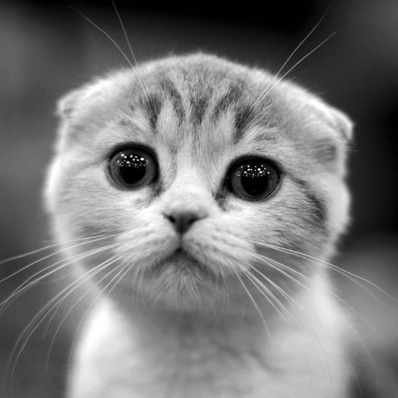 Cute Kitten
