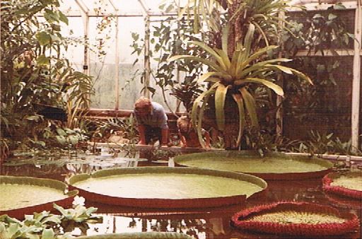 Kew Gardens ~ Water Lily House.jpeg